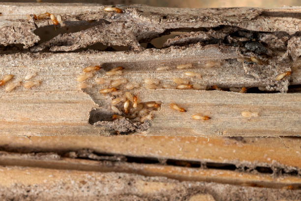 Best Mosquito Control Services  in Del Aire, CA
